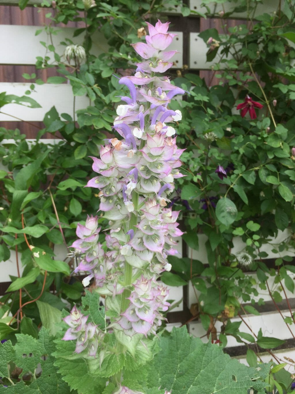 salvia001