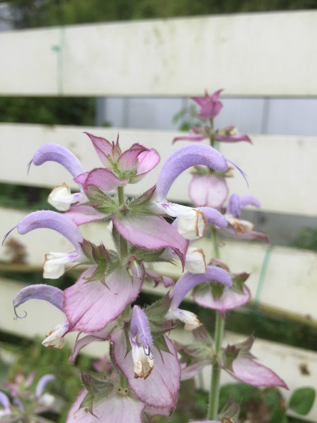 salvia001