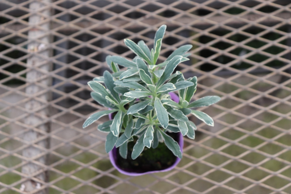 Euphorbia  'Silver Swan'