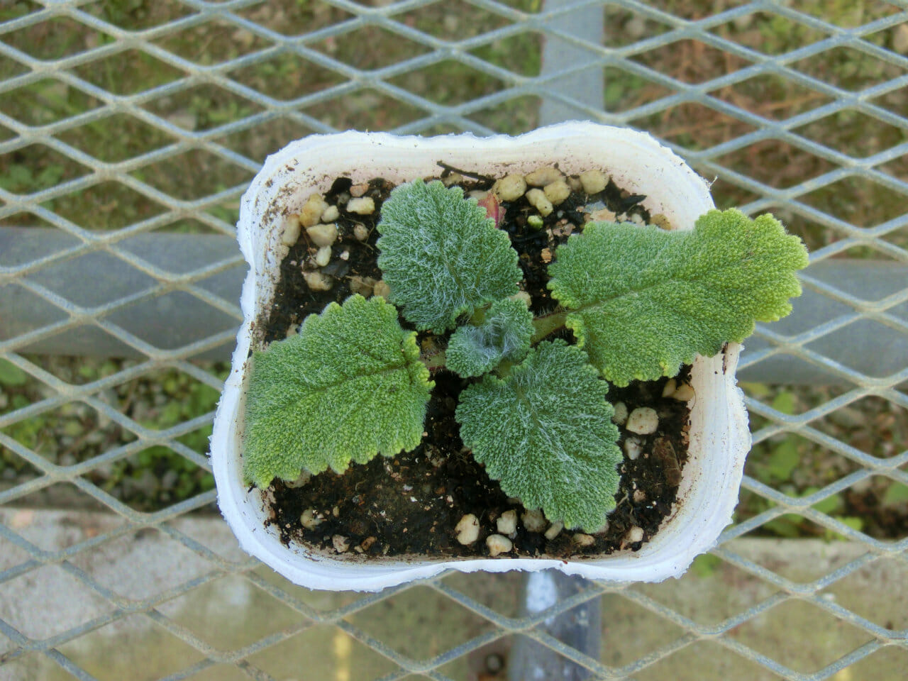 salvia001