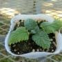 salvia001