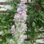 salvia001