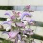 salvia001