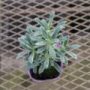 Euphorbia  'Silver Swan'