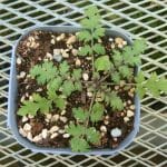 phacelia