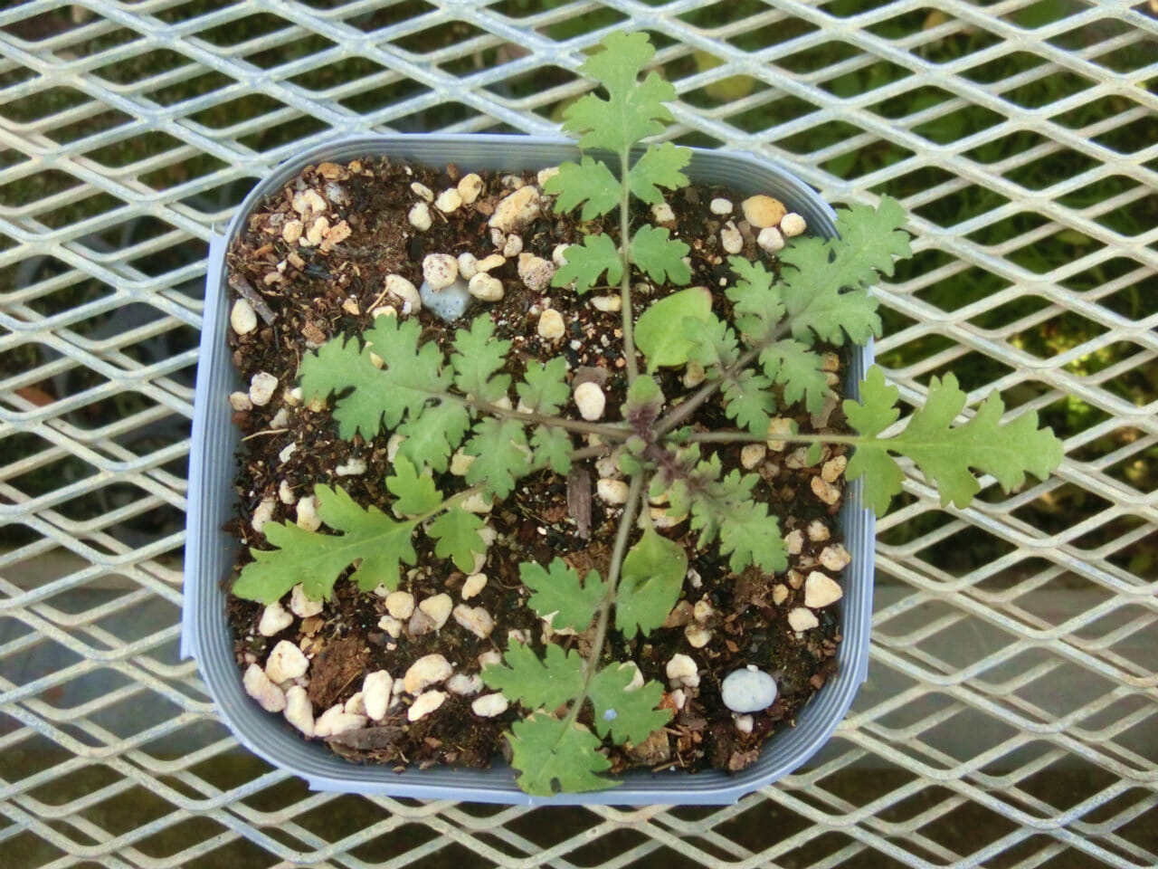 phacelia