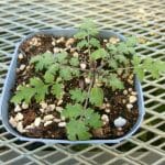 phacelia