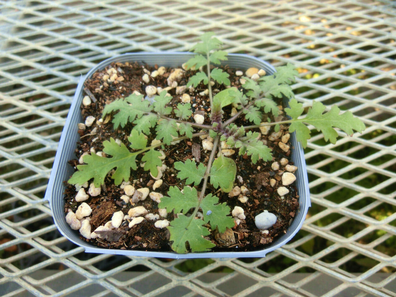 phacelia