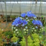phacelia