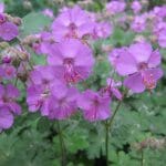 geranium-karmina