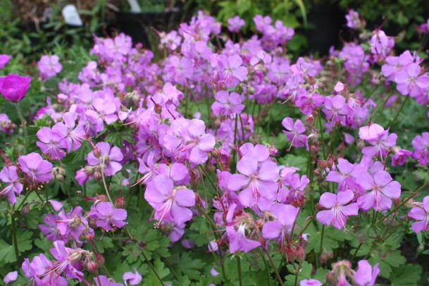 geranium×cantabrigiensecambridge