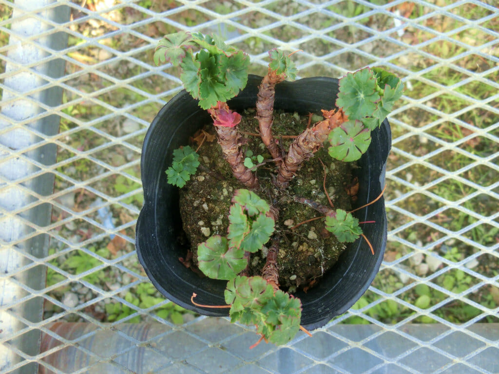 geranium-biokovo