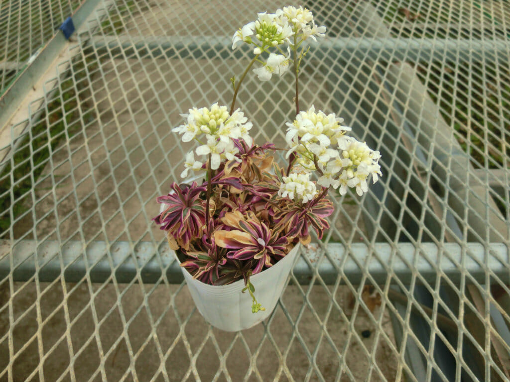 arabis001
