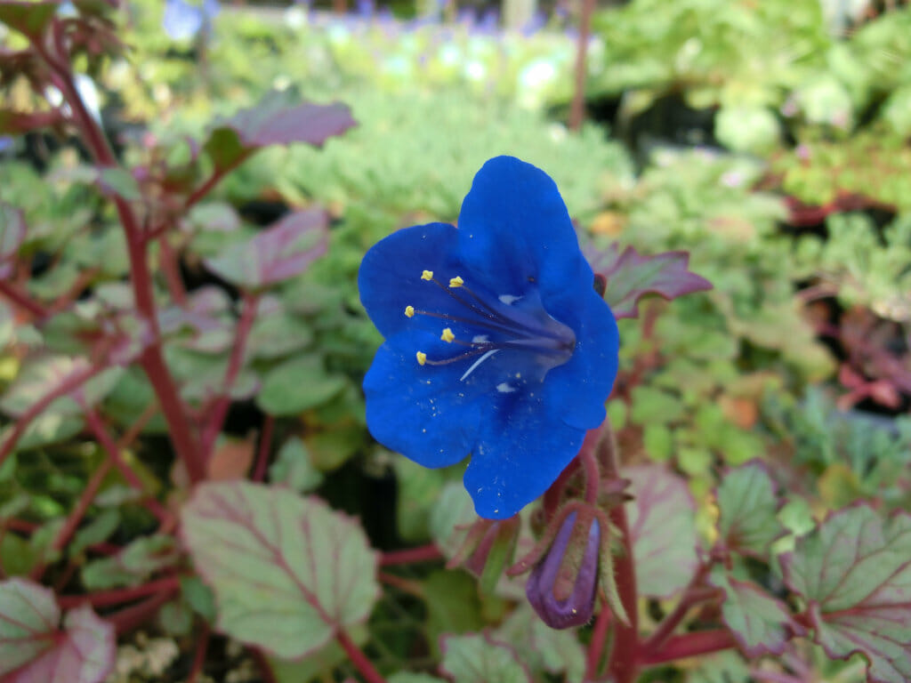 phacelia002