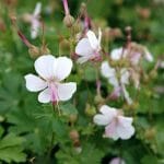 geranium-biokovo