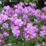 geranium×cantabrigiensecambridge