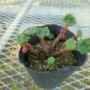 geranium-biokovo