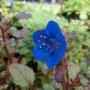 phacelia002