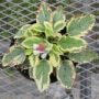 symphytum-grandiflorum-goldsmith