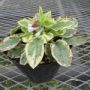 symphytum-grandiflorum-goldsmith