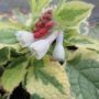 symphytum-grandiflorum-goldsmith