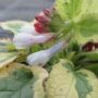 symphytum-grandiflorum-goldsmith