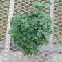 geranium×cantabrigiensecambridge