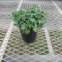 geranium×cantabrigiensecambridge