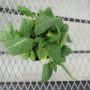 salvia004