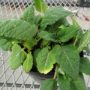 salvia004