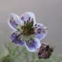 nigella001