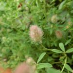 trifoliumarvenserabbitfootclover