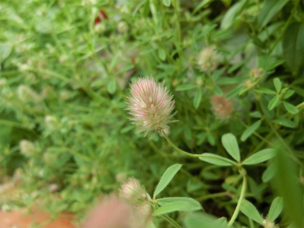 trifoliumarvenserabbitfootclover