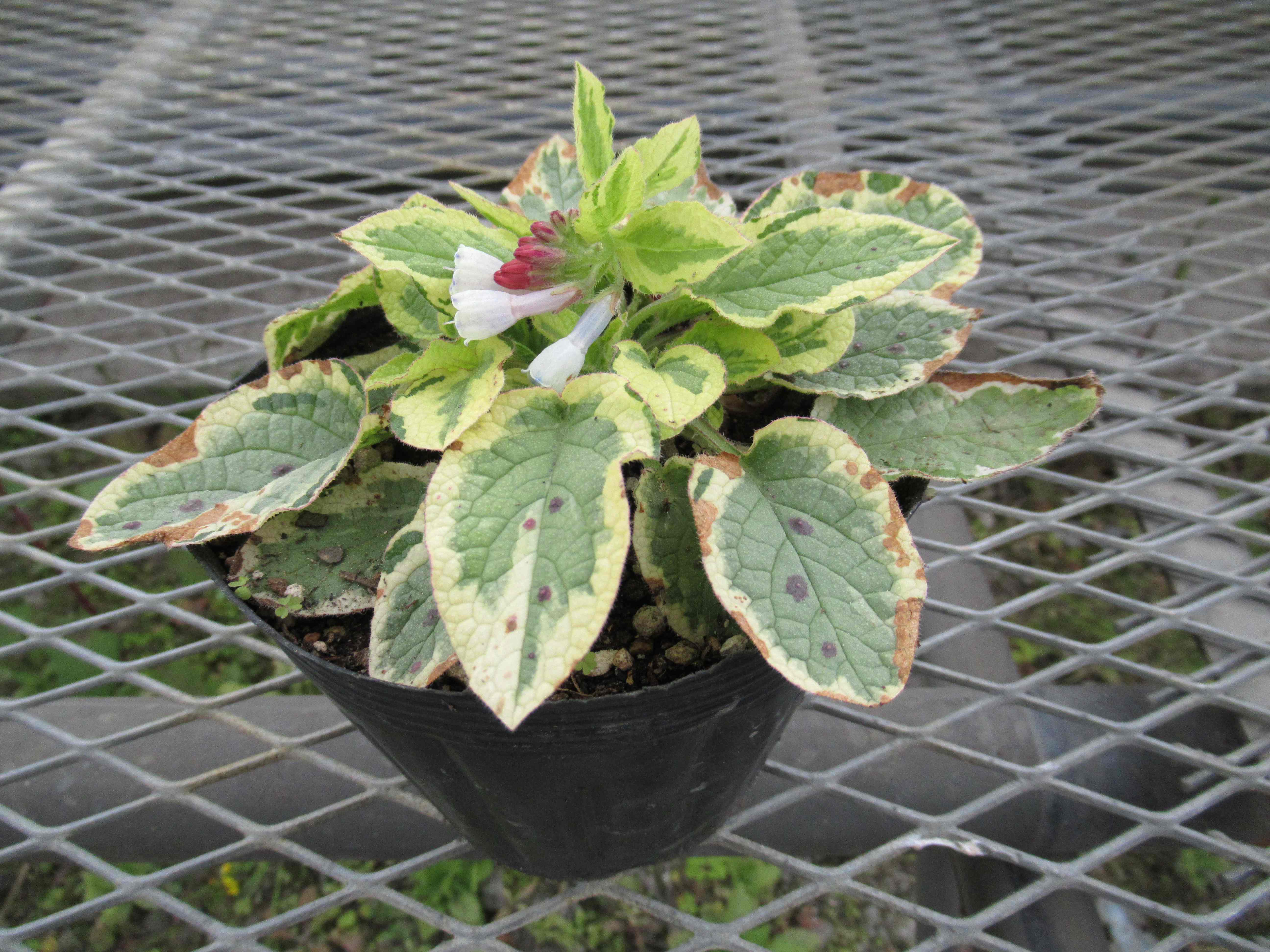 symphytum-grandiflorum-goldsmith