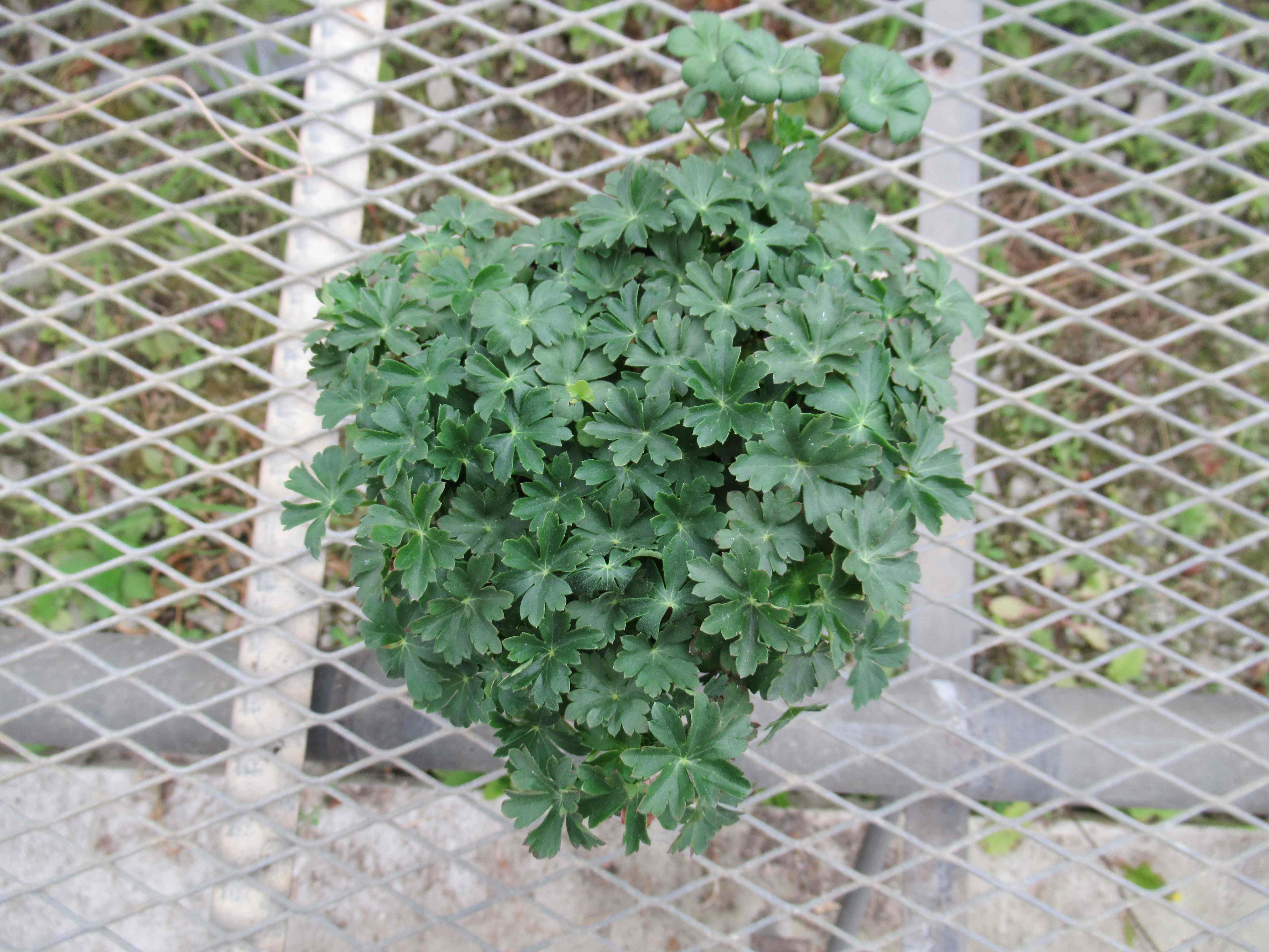 geranium×cantabrigiensecambridge