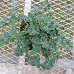 geranium-cinereum-lawrence-flatman