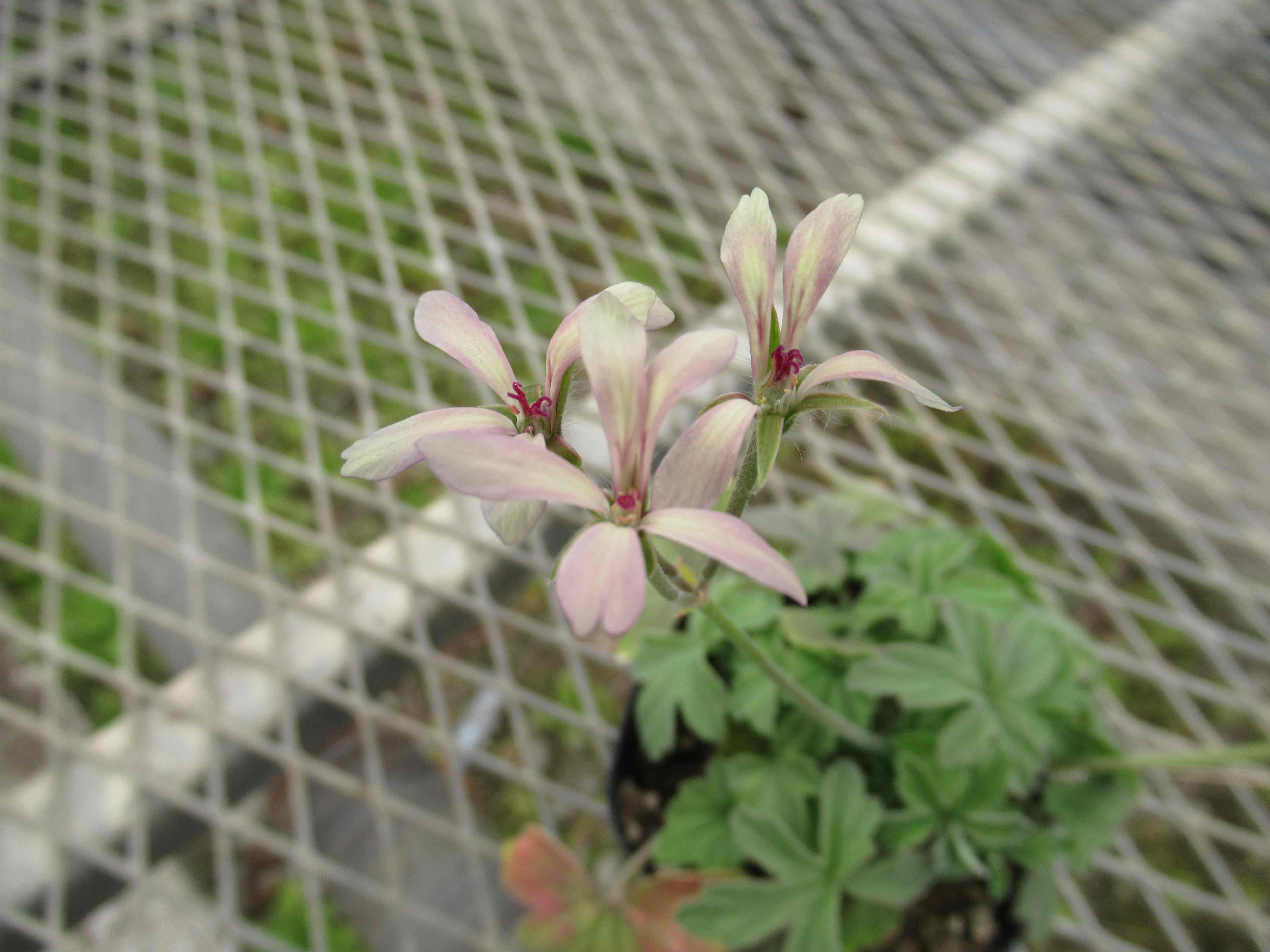 Pelargonium quinquelobatum