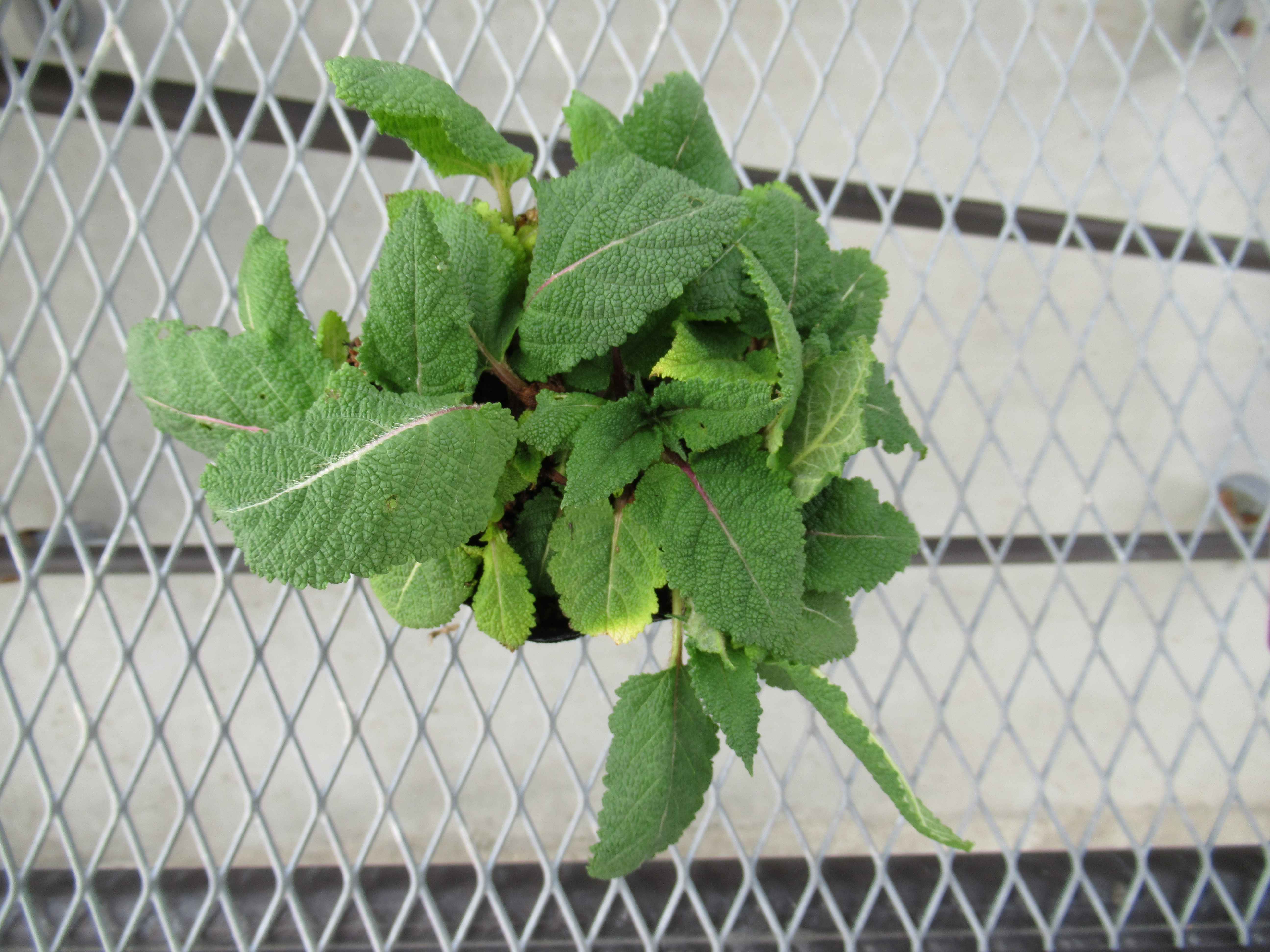 salvia004