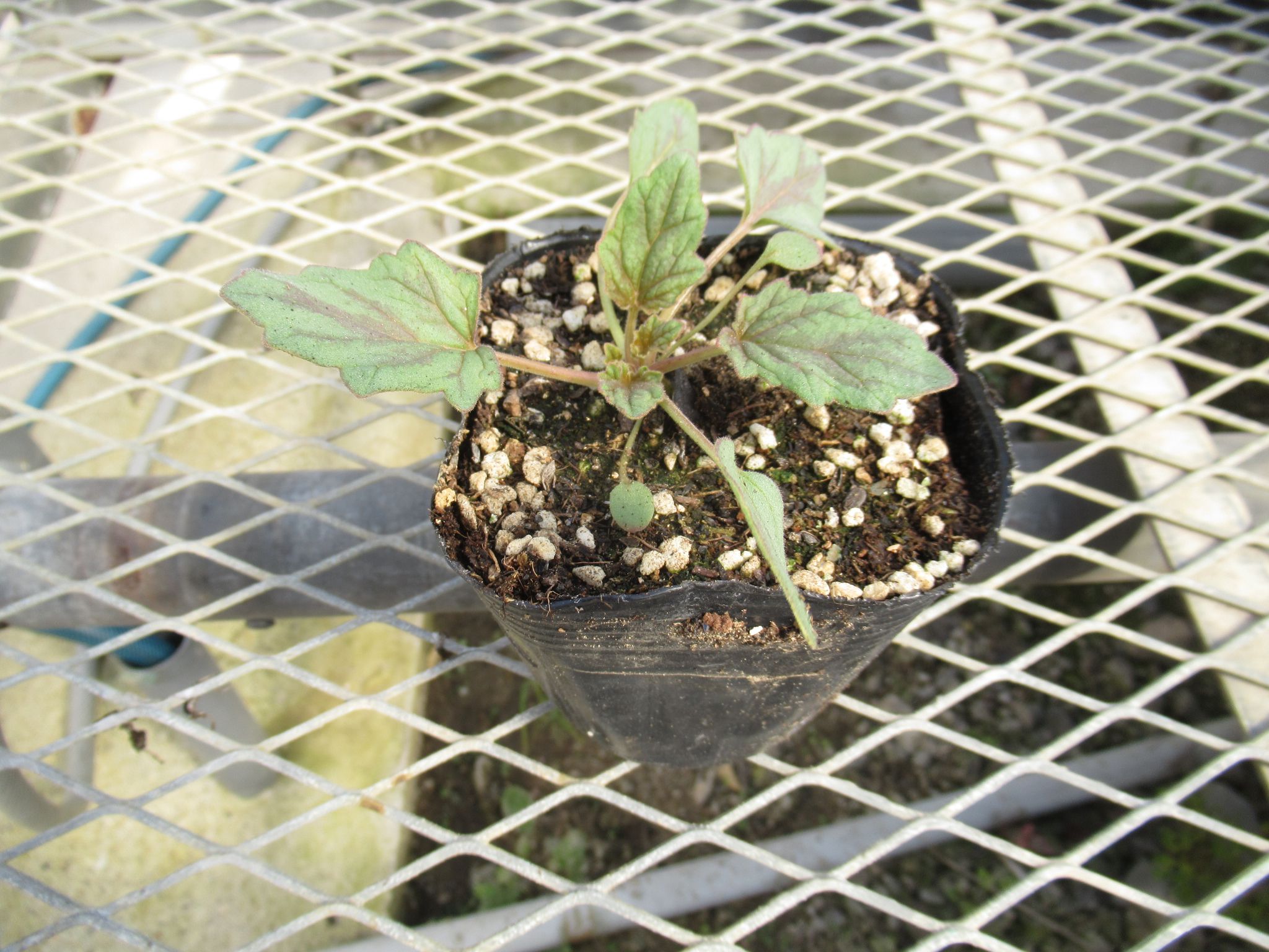 phacelia002
