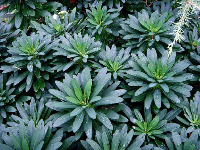 euphorbia blue lagoon