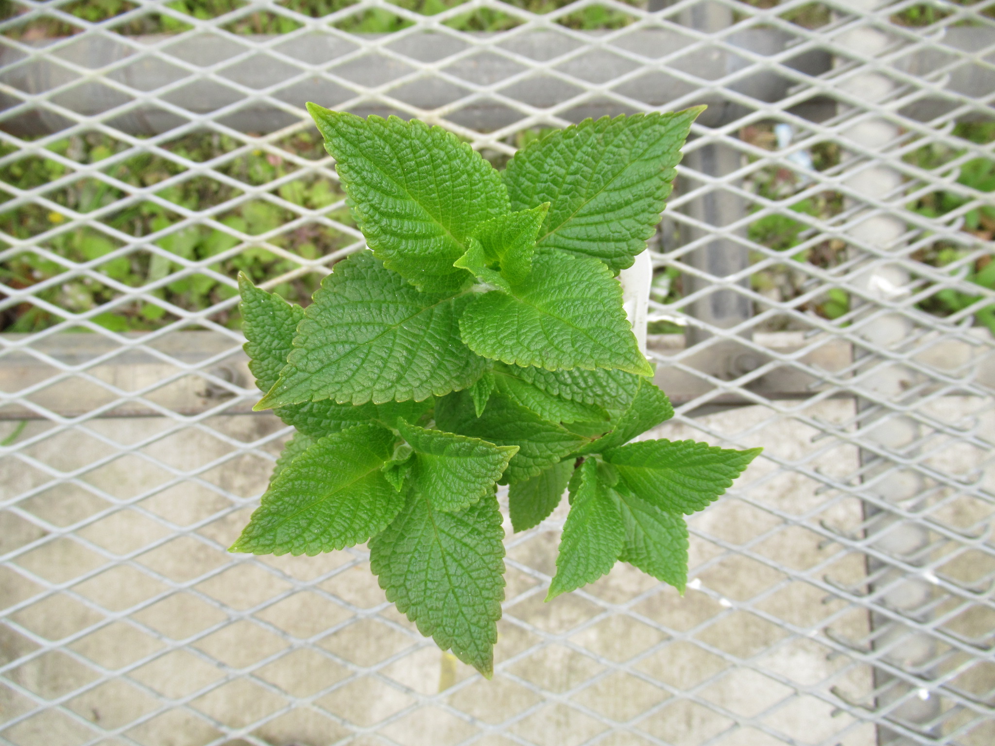 nepeta subsessilispinkdreams