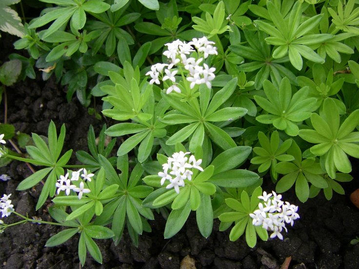 Asperula odorata