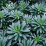 euphorbia blue lagoon