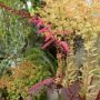 astilbe001