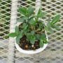 euphorbia blue lagoon