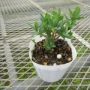 euphorbia blue lagoon