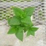 nepeta subsessilispinkdreams