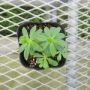 Asperula odorata