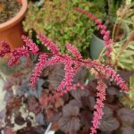 astilbe001