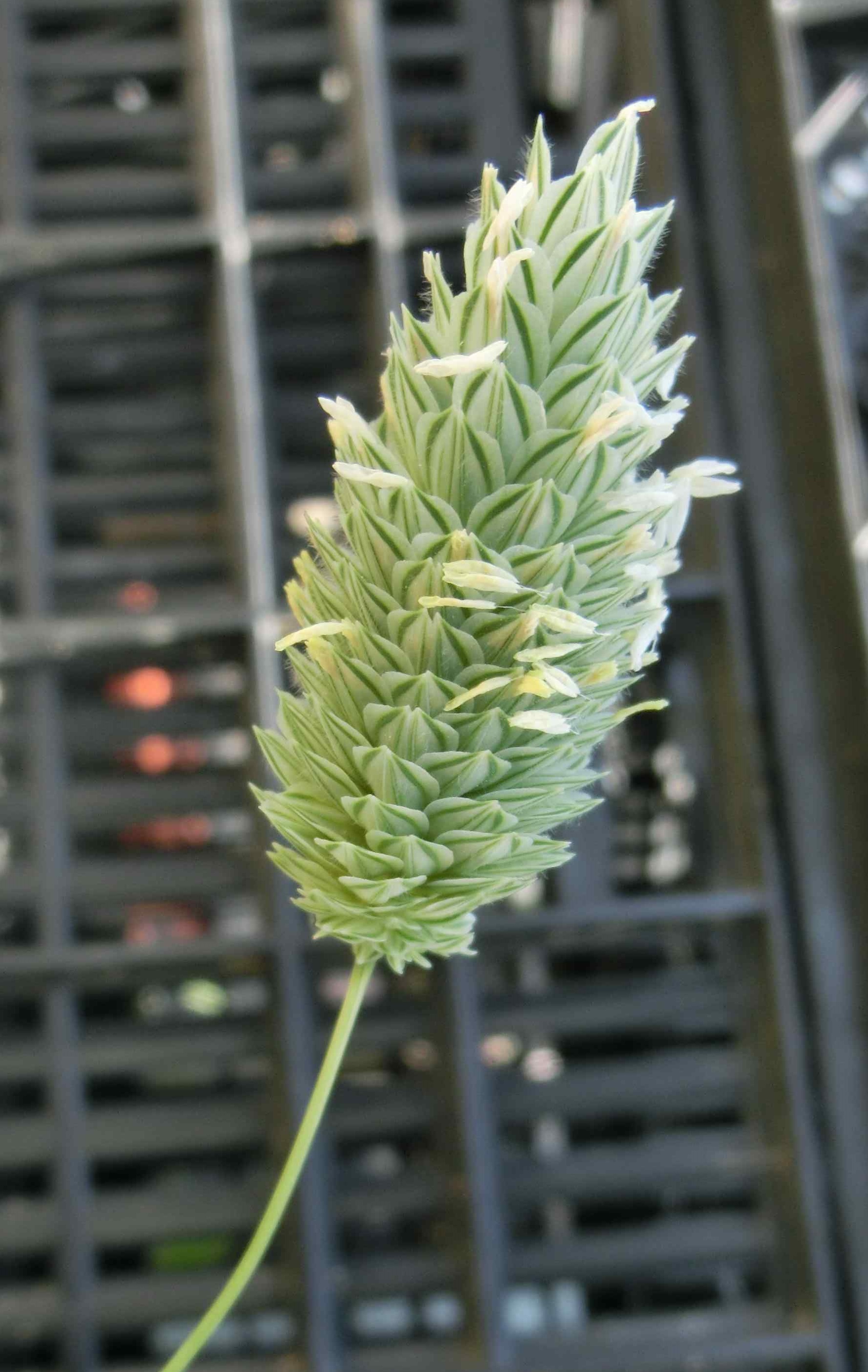 phalaris001